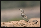 Berthelots Pieper, Berthelot's Pipit, Anthus berthelotii Location: Gran Canaria, Spain berthelots pieper MG 0468 kopie
